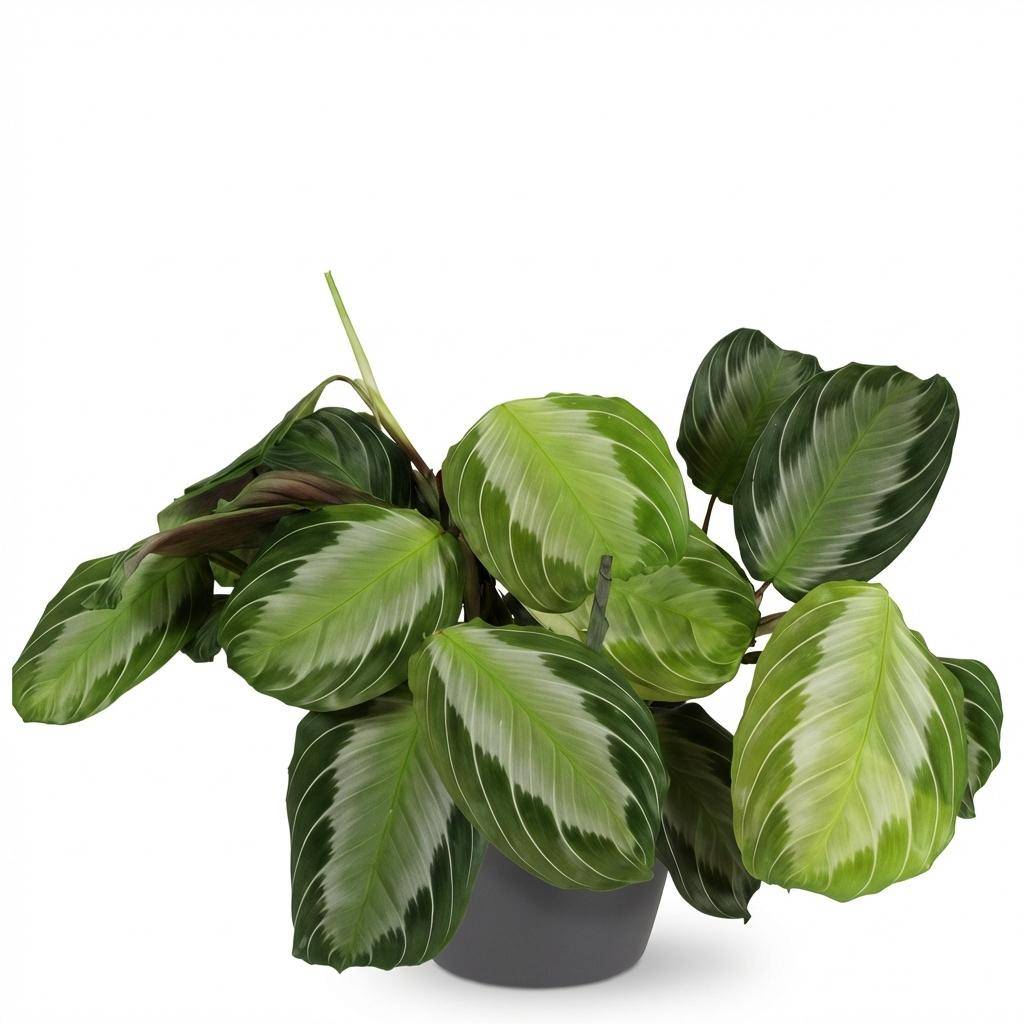 Maranta Fascinator Silverband - Pet-friendly - Pot de 12cm - Hauteur 25-35cm - 1 plante - Gris - Plantes d'intérieur - Image 2