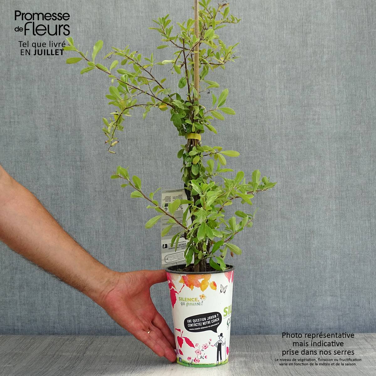 Pyracantha coccinea Saphyr Jaune - Buisson ardent Pot de 2L/3L - Image 2