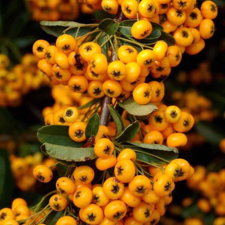 Pyracantha coccinea Saphyr Jaune - Buisson ardent Pot de 2L/3L