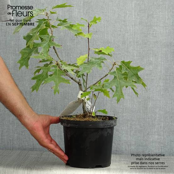 Promesse de Fleurs - Chêne écarlate - Quercus coccinea Splendens Pot de 4L/5L - Image 2