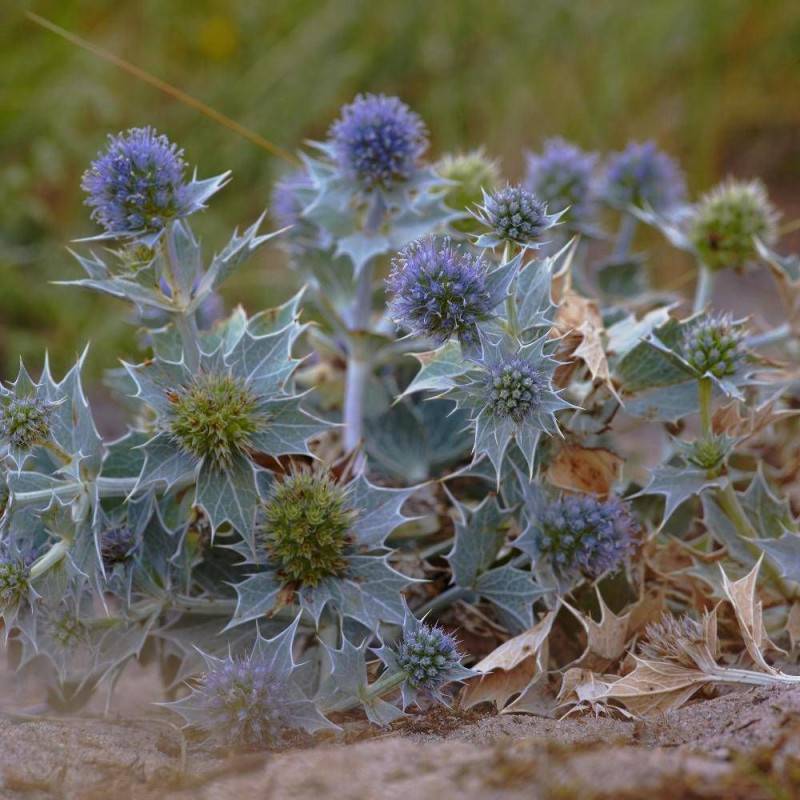 Panicaut maritime à fleurs Bleue/ - feuillage Caduc - Godet - 5/20 cm