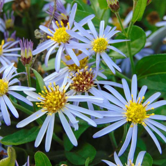 Promesse de Fleurs - Aster ageratoides Adustus Nanus - Aster nain d'été Pot de 1,5L/2L