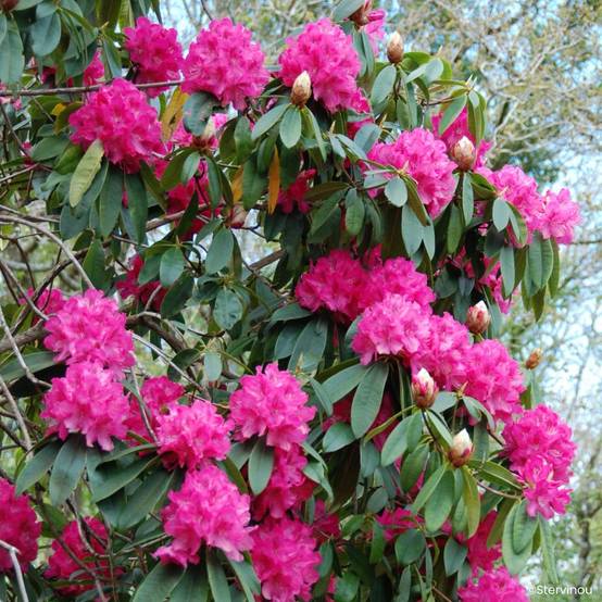 Rhododendron Souvenir de J. Broughton - Grand rhododendron Pot de 4L/5L