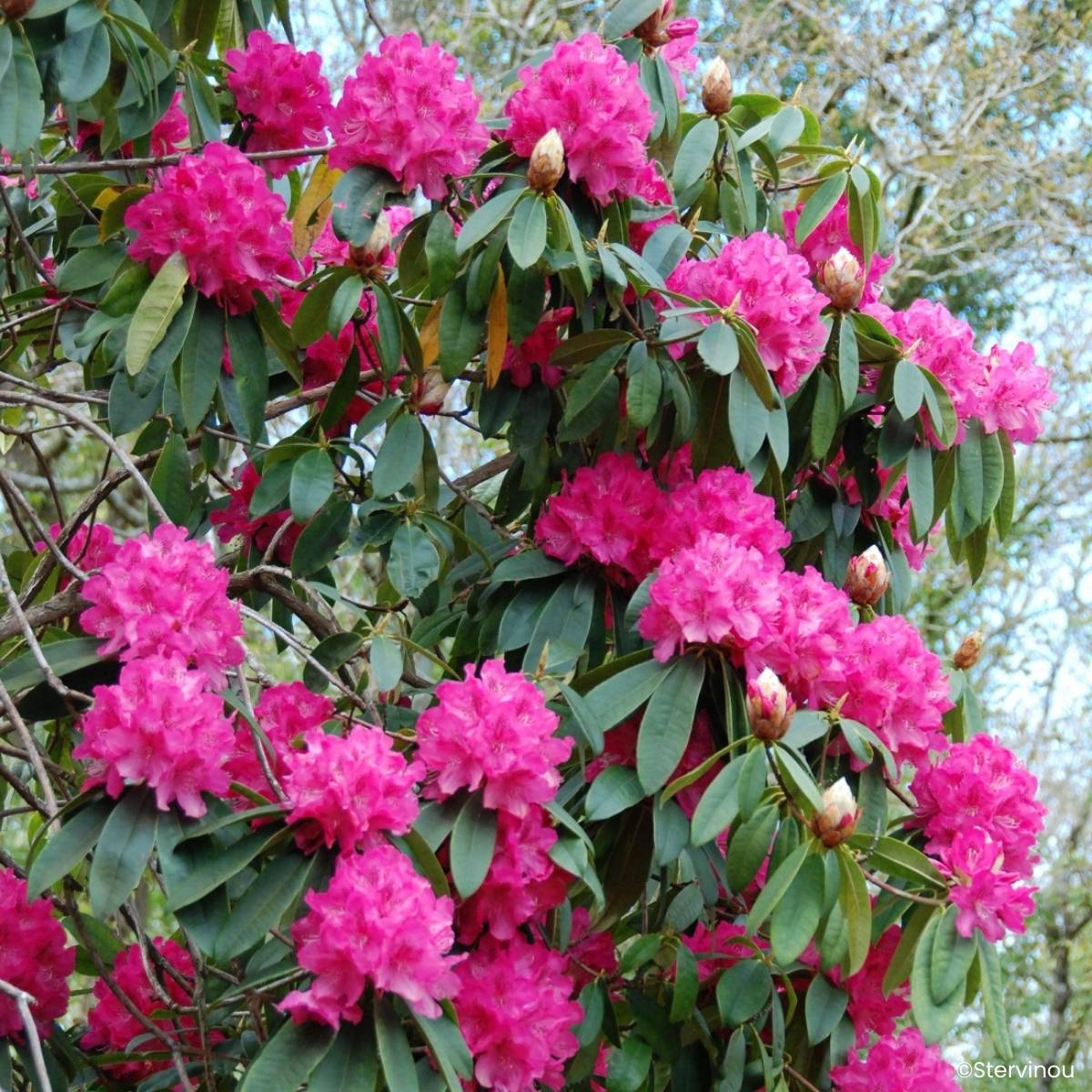 Rhododendron Souvenir de J. Broughton - Grand rhododendron Pot de 4L/5L