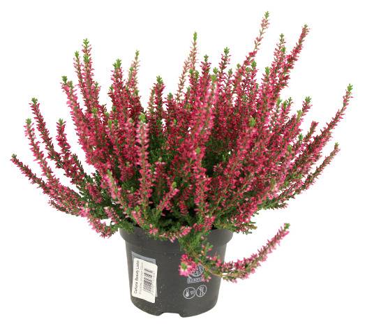 Fleuron D'Anjou - BRUYERE CALLUNA  Pot 13 cm