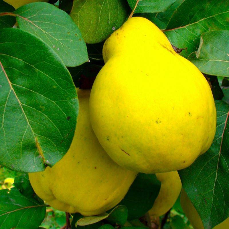 Cognassier 'Portugal' (Cydonia oblonga 'Portugal') - Scion de 100 à 150cm - Pépinières Naudet - Image 1
