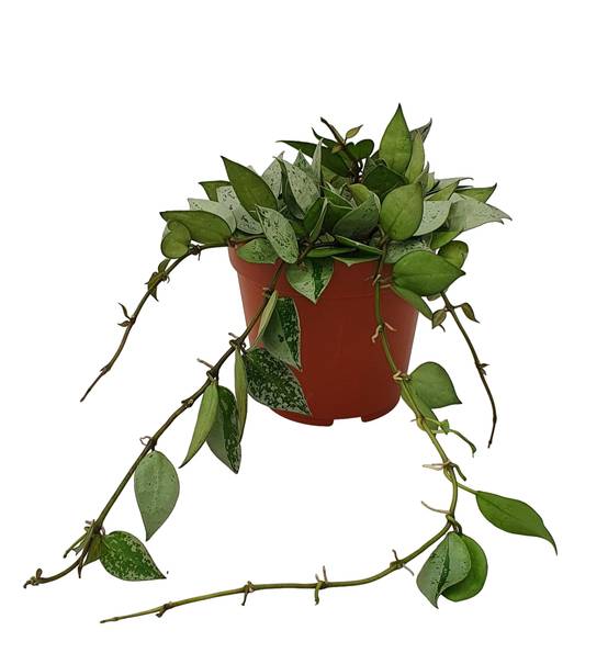 Hoya Krohniana Eskimo 15cm - Plante d'intérieur- La Green Touch - Image 1