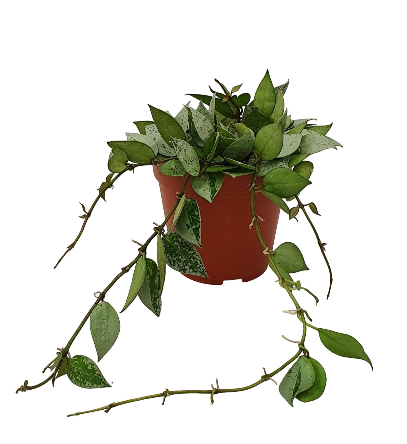 Hoya Krohniana Eskimo 15cm - Plante d'intérieur- La Green Touch - Image 1