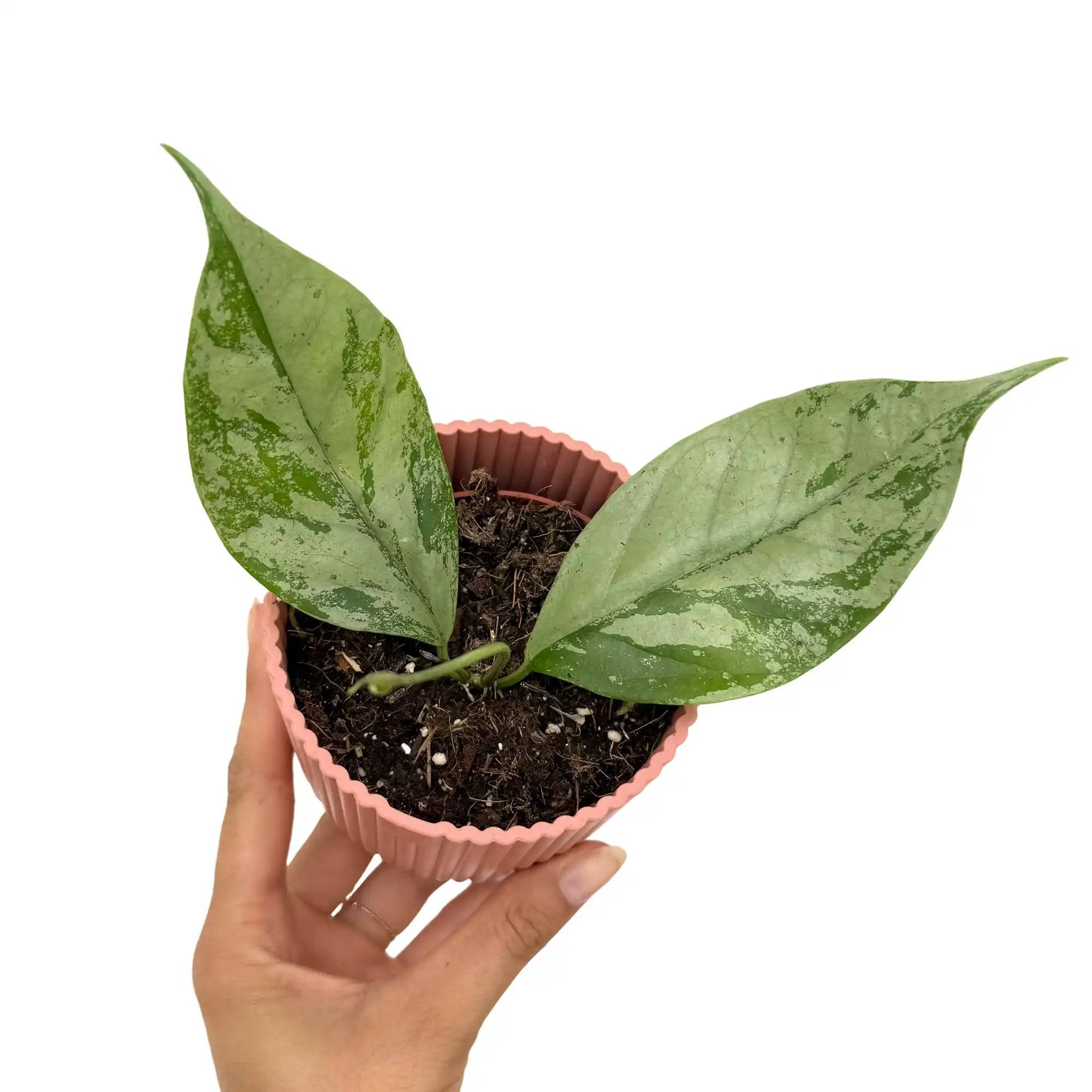Hoya coriacea silver - Pot de 8cm - Plantes d'intérieur