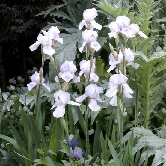 Iris germanica English cottage - Iris des jardins remontant Pot de 1,5L/2L