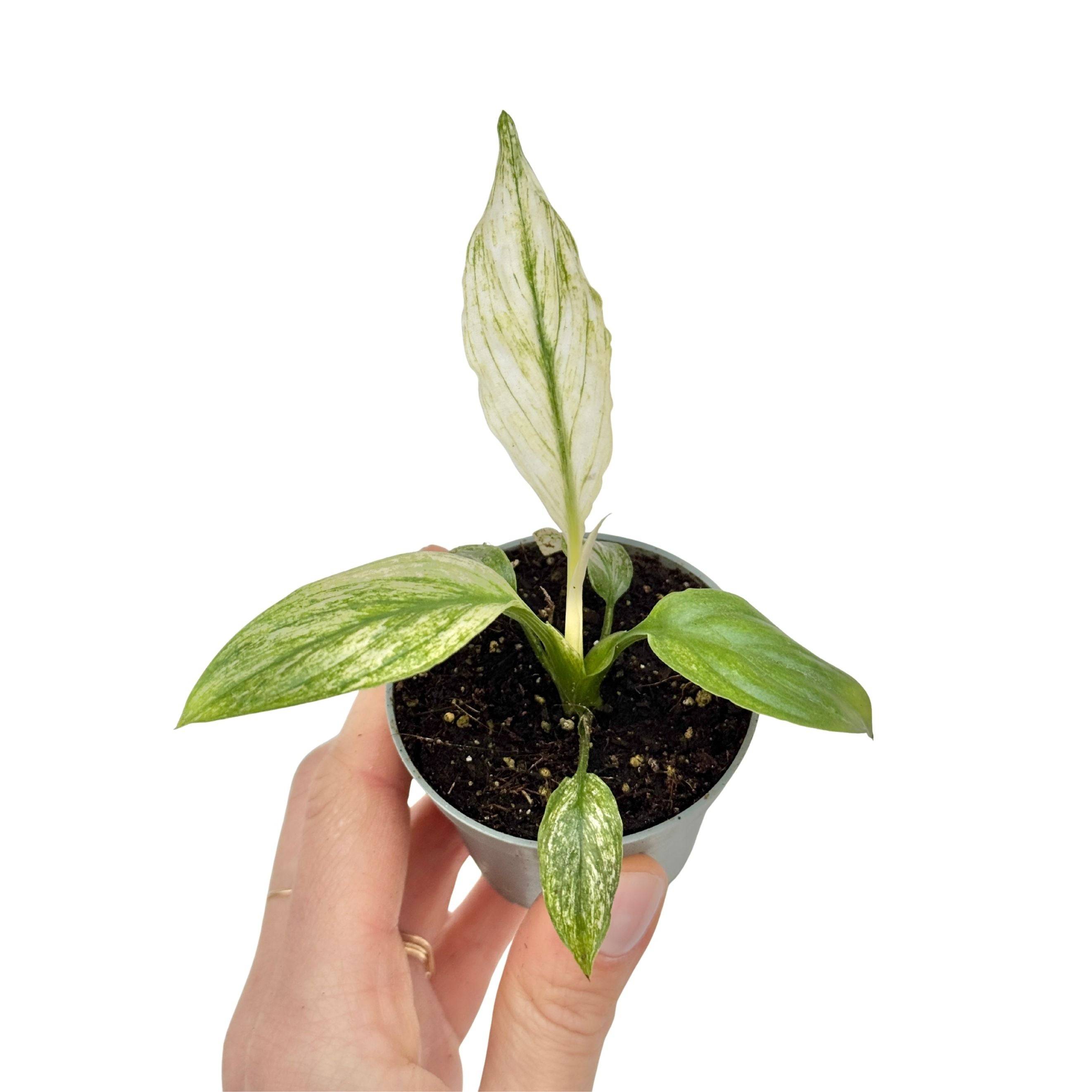 Spathiphyllum Sensation Variegata - Pot de 6cm - Plantes d'intérieur - Image 1
