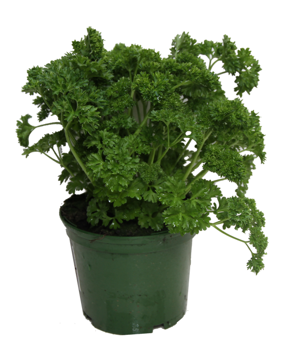 Persil frise pot 14 cm