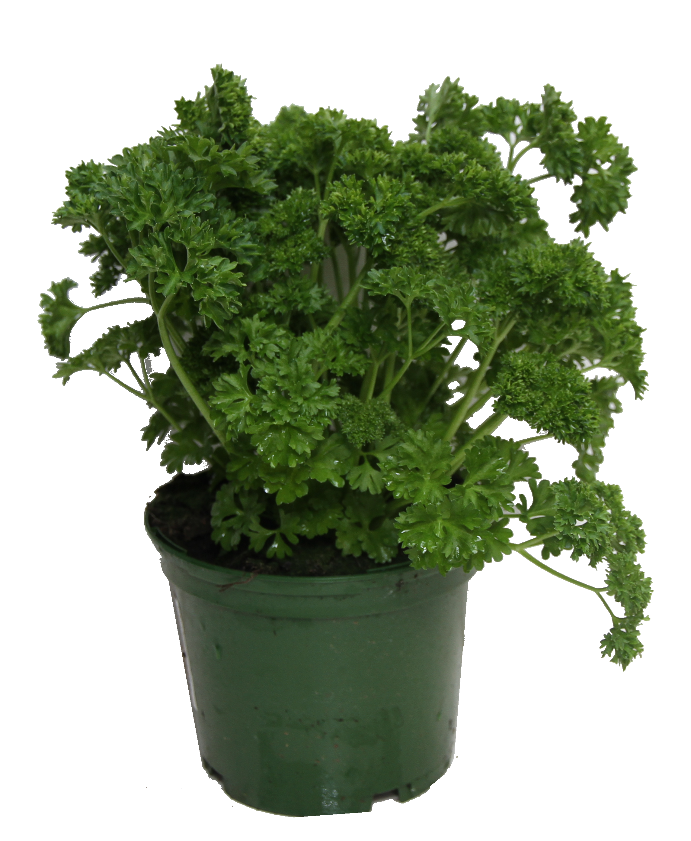 Persil frise pot 14 cm