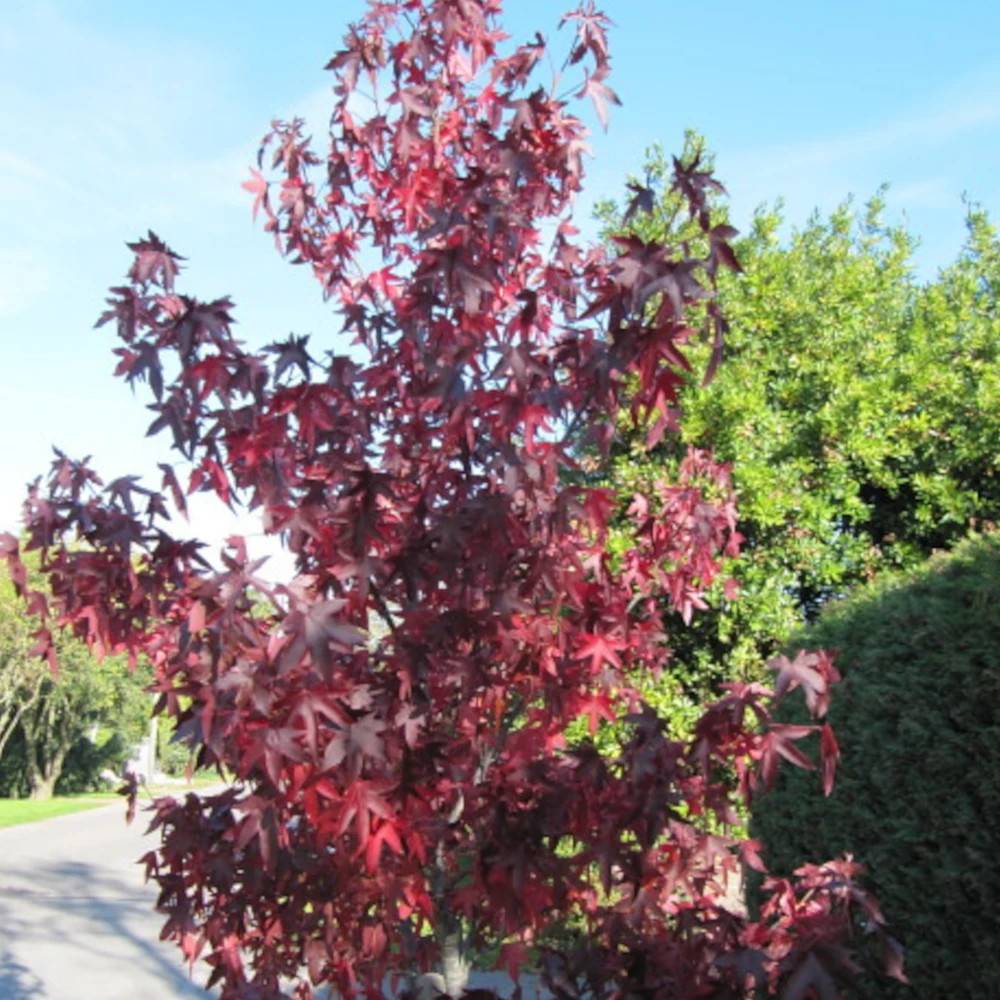 Copalme d'Amérique Paarl, Liquidambar - Pot de 15L - Baliveau - Image 1