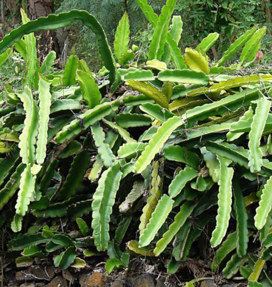0 - Pitaya : Hylocereus guatemalensis (Pitaya ou fruit du dragon) Pot de 7 litres - 50/70 cm - Image 3
