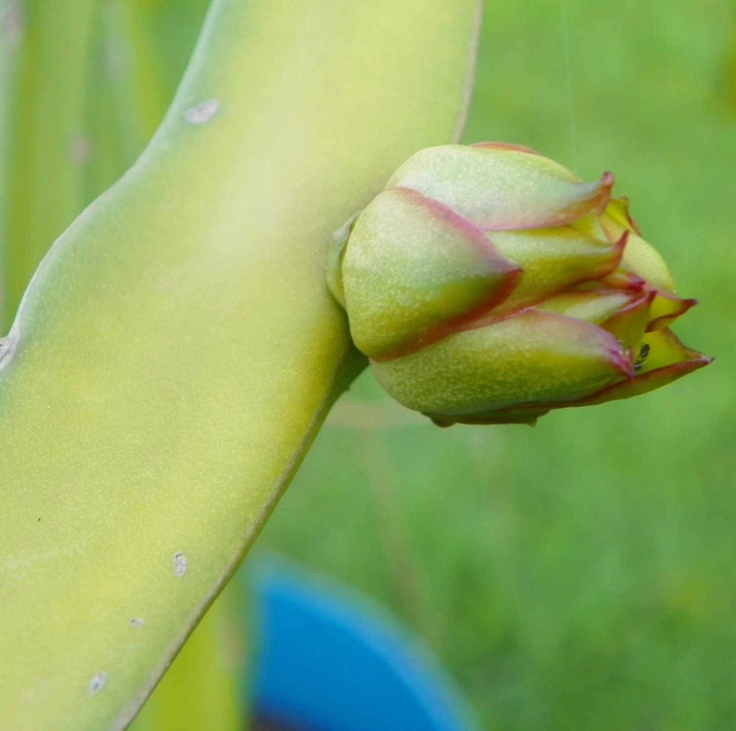 0 - Pitaya : Hylocereus guatemalensis (Pitaya ou fruit du dragon) Pot de 7 litres - 50/70 cm - Image 2