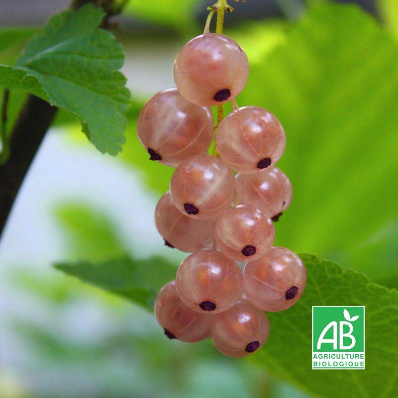 Groseillier à grappes 'Rose de champagne' BIO (Ribes rubrum 'Rose de champagne') - Godet 9cm - Pépinières Naudet