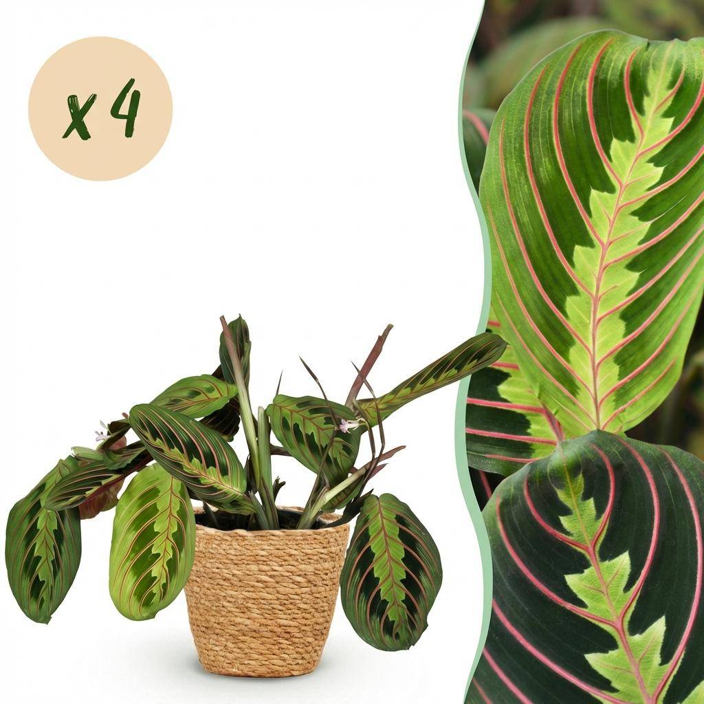Maranta Fascinator Tricolour - H35cm - Image 2