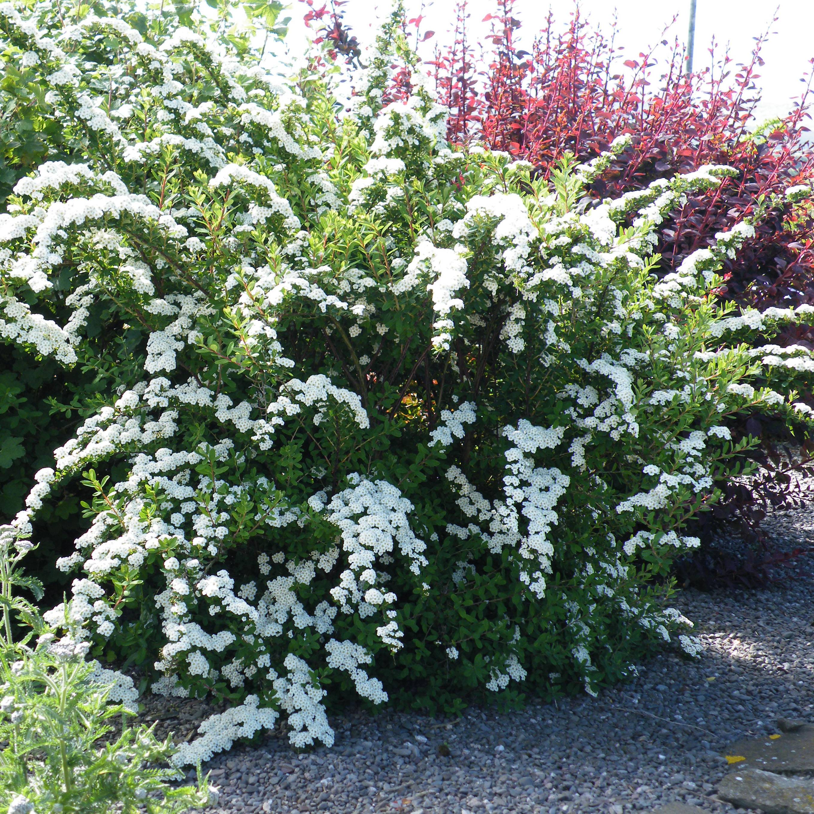 Spiraea nipponica Snowmound - Spirée japonaise Pot de 3L/4L - Image 1