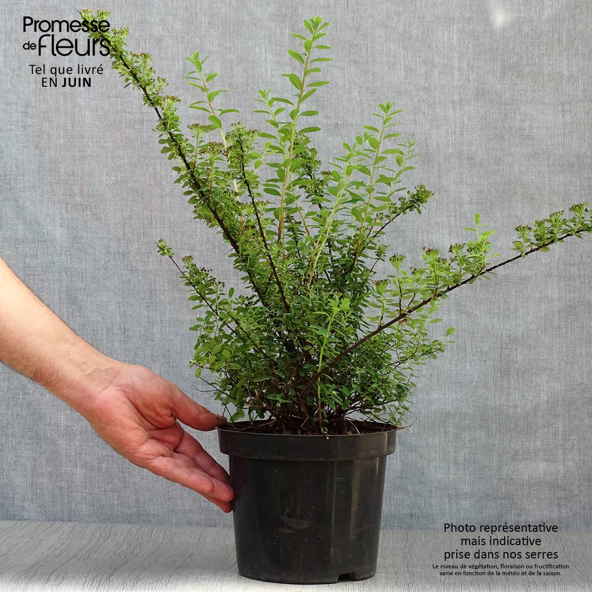 Spiraea nipponica Snowmound - Spirée japonaise Pot de 3L/4L - Image 2