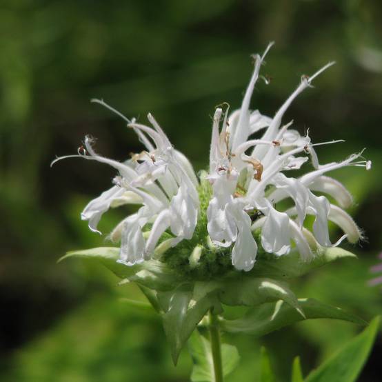 Monarde Schneewittchen - Bergamote Godet de 8/9 cm