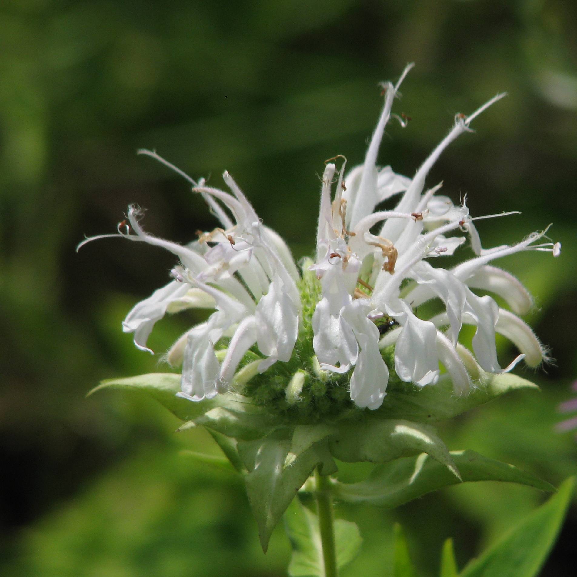 Monarde Schneewittchen - Bergamote Godet de 8/9 cm