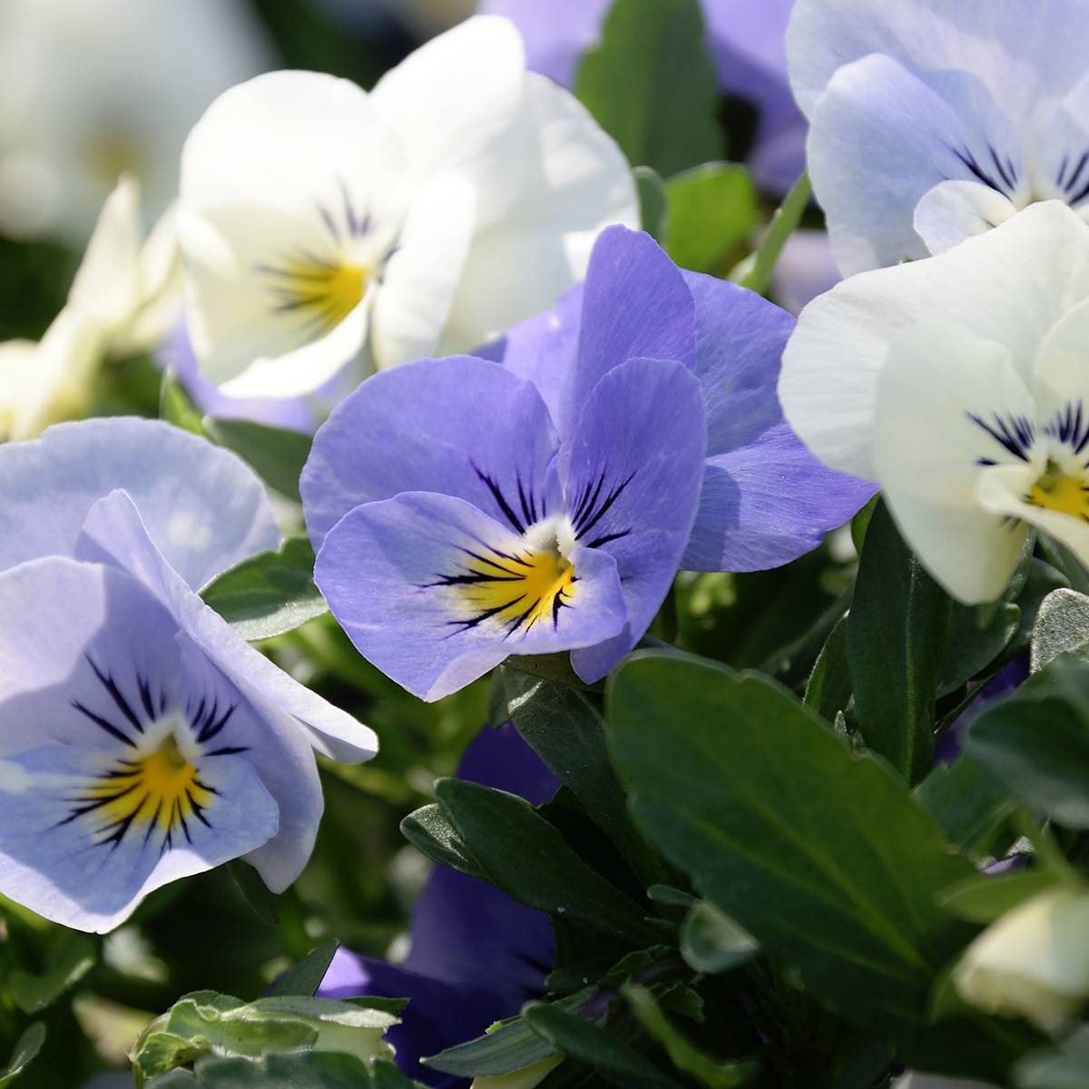 Promesse de Fleurs - Pensée retombante Cool Wave® Frost Mini-motte - Viola wittrockiana Mini-motte Ø 1,5/2,5 cm, Plant vert de 3 à 5 cm de haut environ (par 5)