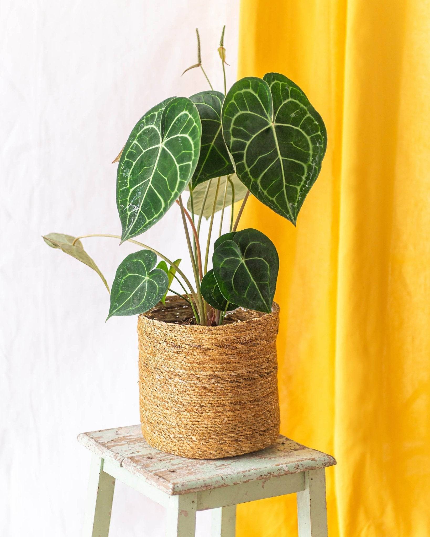 Grand Anthurium Clarinervium 25cm - Plante d'intérieur- La Green Touch - Image 1