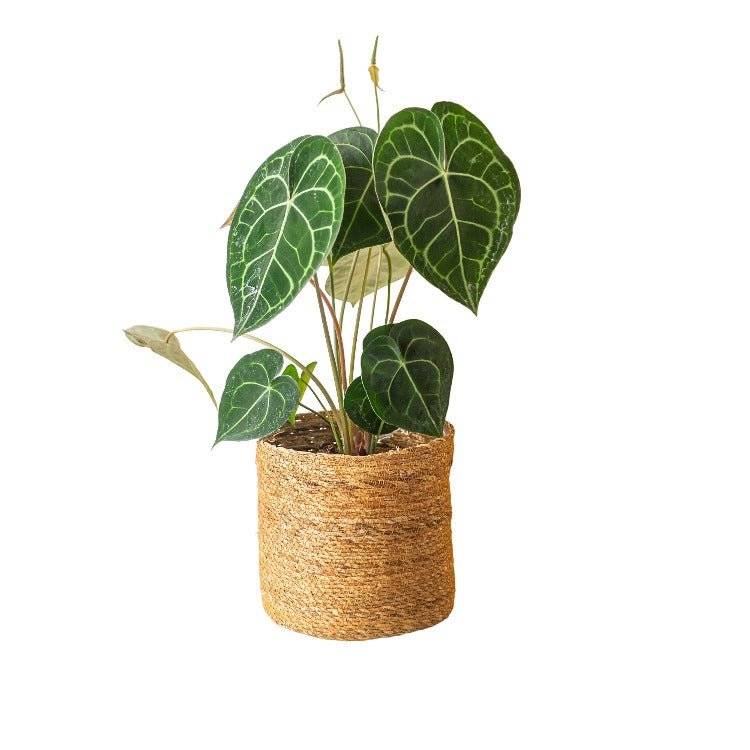 Grand Anthurium Clarinervium 25cm - Plante d'intérieur- La Green Touch - Image 2
