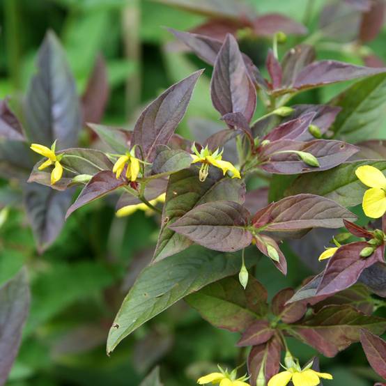Promesse de Fleurs - Lysimachia ciliata Fire Cracker Godet de 8/9 cm