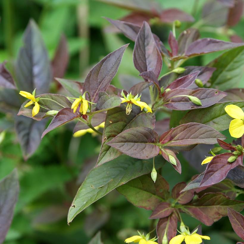 Promesse de Fleurs - Lysimachia ciliata Fire Cracker Godet de 8/9 cm