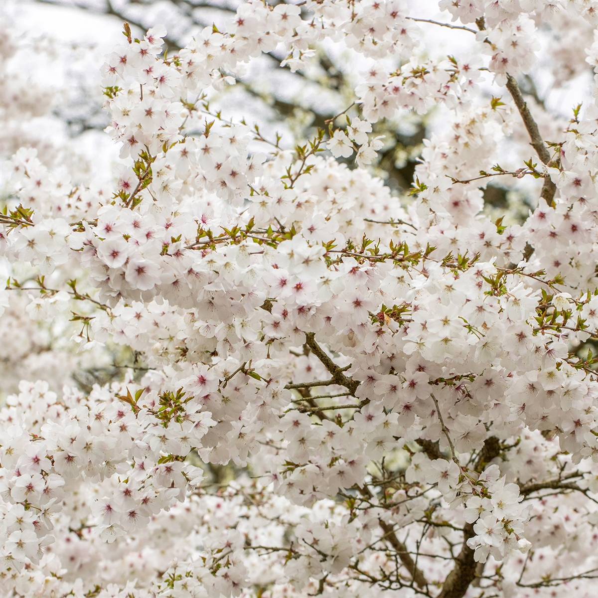 Prunus The Bride - Cerisier à fleurs  Pot de 12L/15L, Tige - Image 1