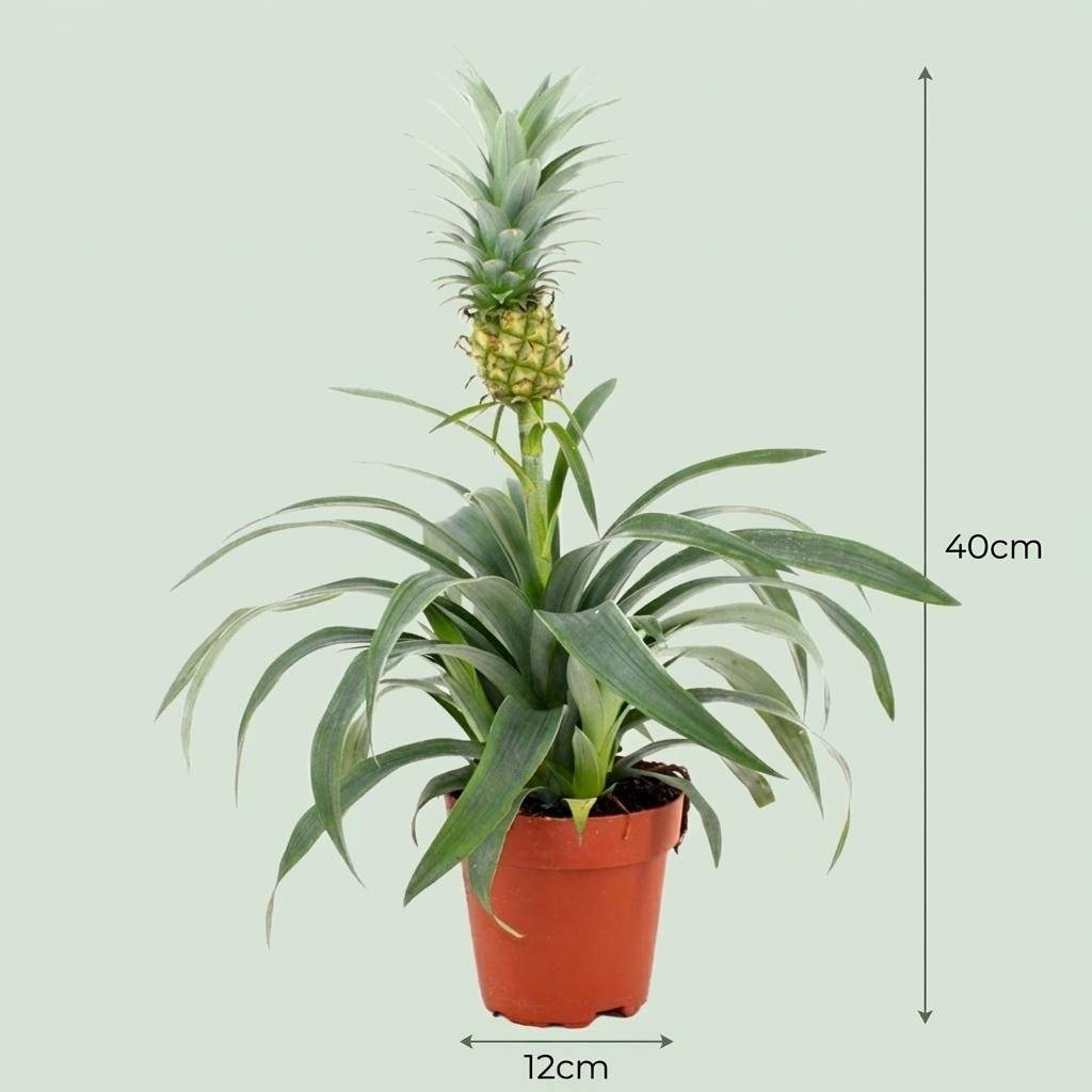 Plante Ananas - D12 H40cm - Image 3