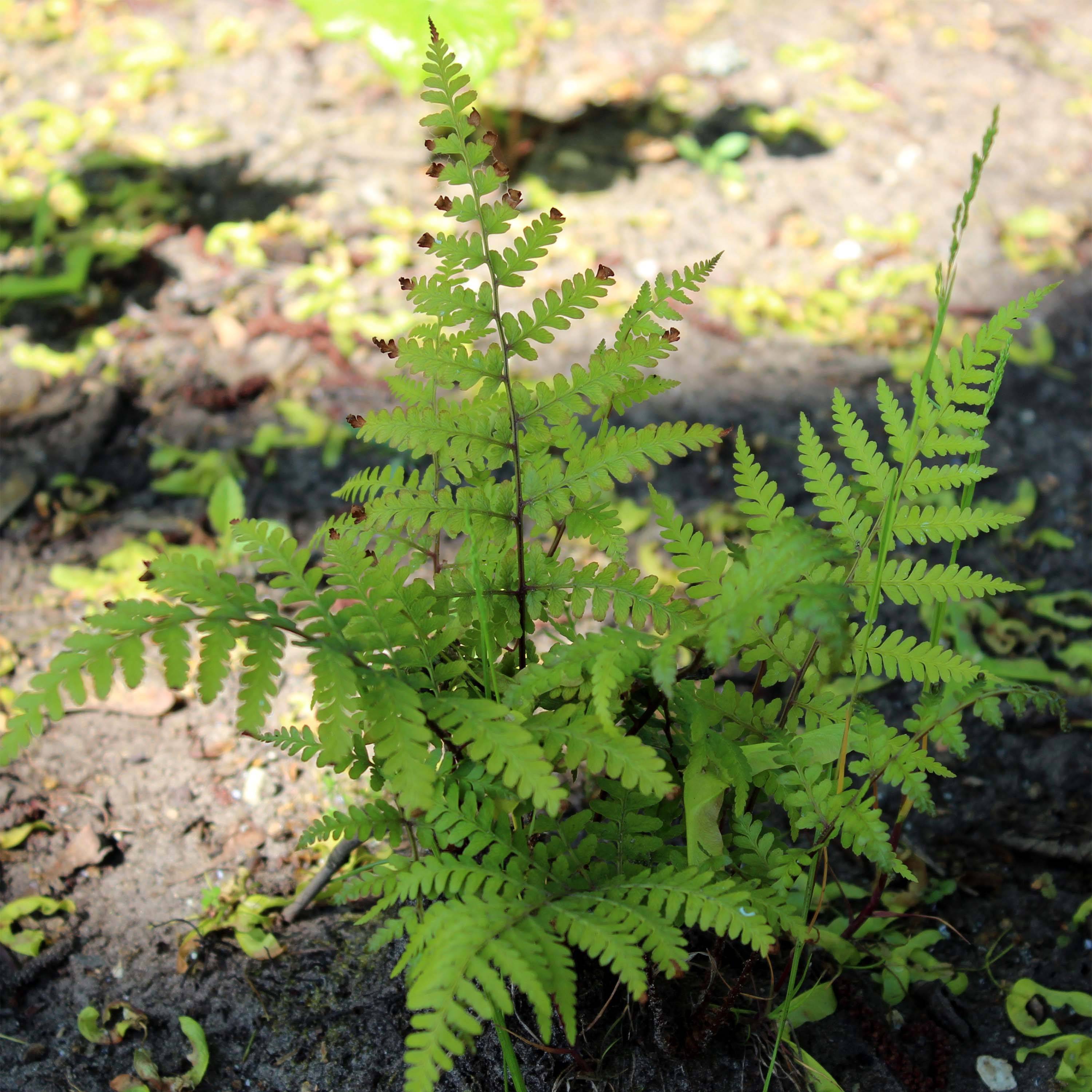 Athyrium vidalii - Fougère de Vidal Godet de 8/9 cm