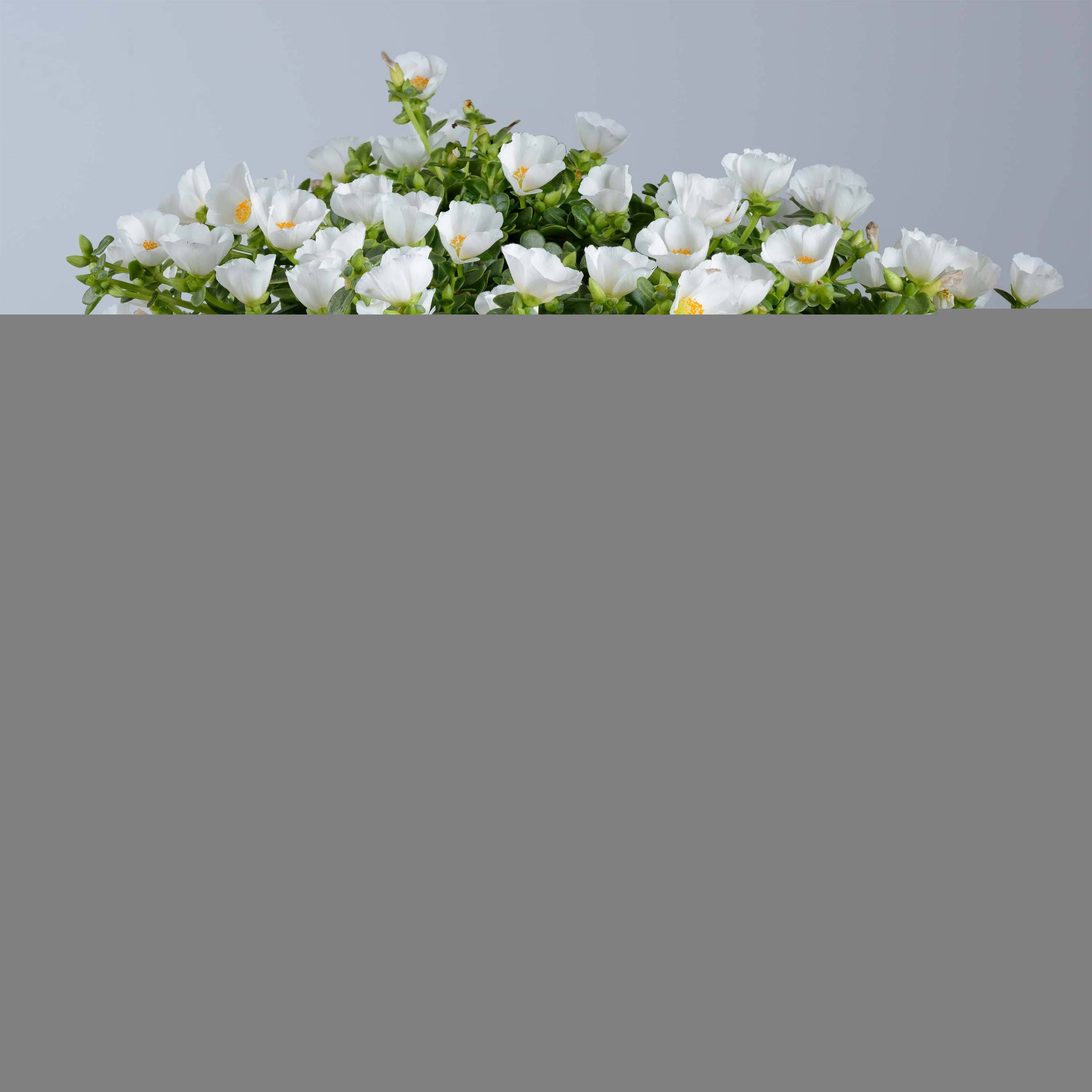 Portulaca Pazzaz White - Pourpier annuel Mini-motte Ø 3/4 cm (par 5)