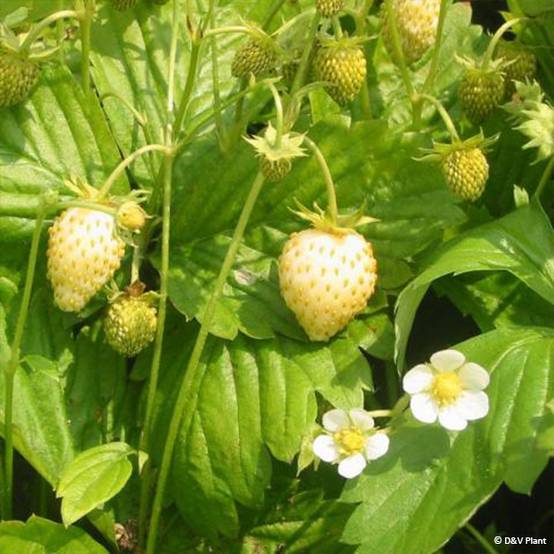 Fragaria alpinum Yellow Wonder - Fraisier des Alpes Pot de 1,5L/2L