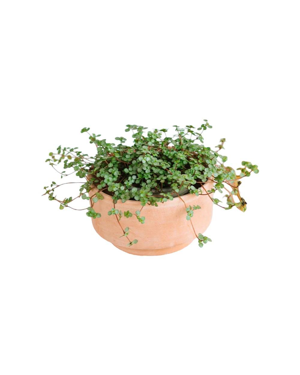 Pilea glauca Grezy 15cm - Plante d'intérieur- La Green Touch - Image 1