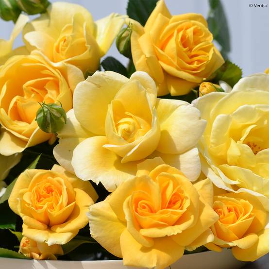 Promesse de Fleurs - Rosier Decorosier Soleya Pot de 2L/3L