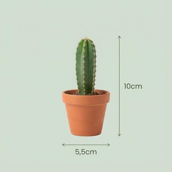 Mix Cactus & Succulentes - Image 4