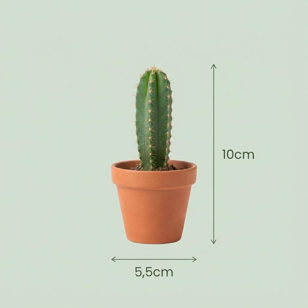 Mix Cactus & Succulentes - Image 4