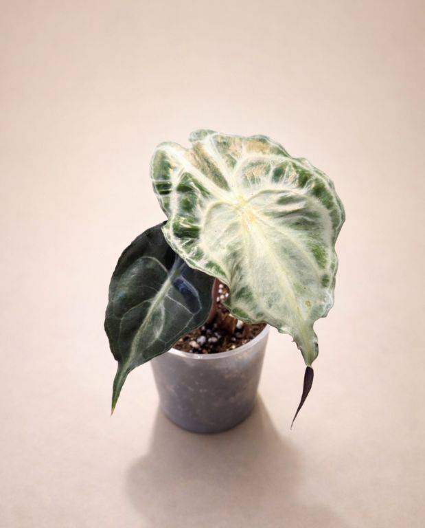 Alocasia Venom D. 9cm H. 15cm - Plante d'intérieur - IndoorPoppies - Image 1