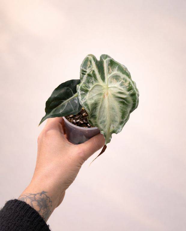 Alocasia Venom D. 9cm H. 15cm - Plante d'intérieur - IndoorPoppies - Image 3