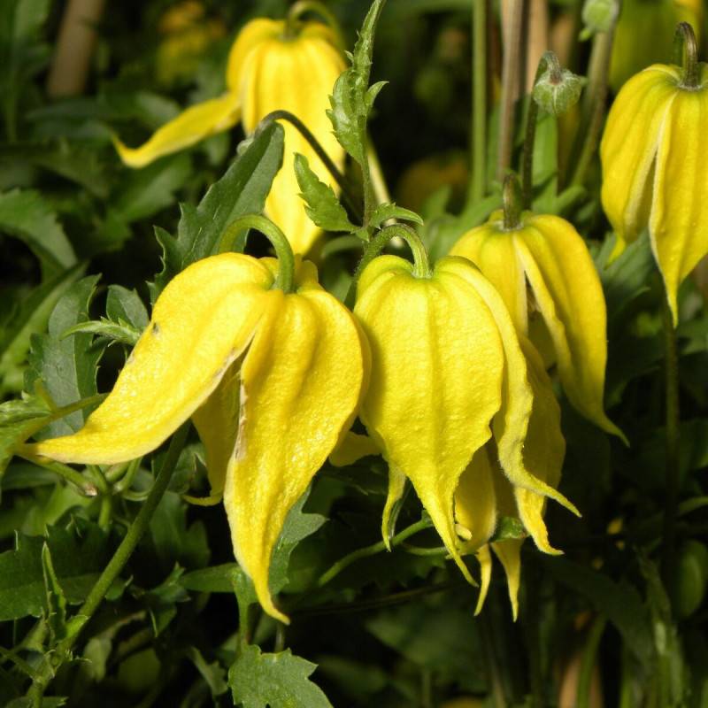 Clématite tangutica à fleurs Jaune - feuillage Caduc - Godet - 5/20 cm-  hauteur à maturité De 3,00 m à 5,00 m - Image 6