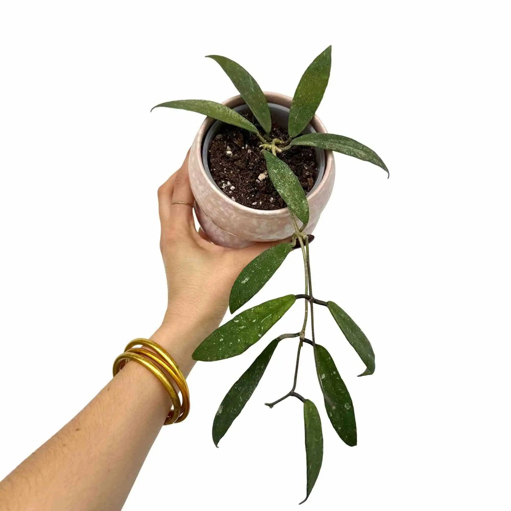 Hoya Scortechinii UT001 fleur rose - Pot de 9cm - Plantes d'intérieur - Image 1