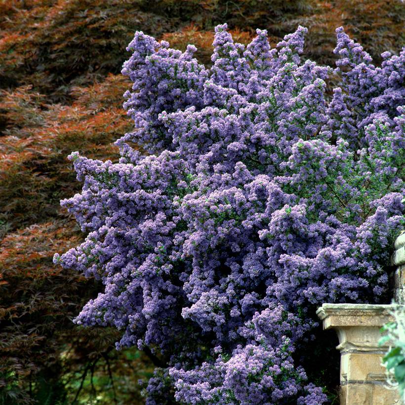 Céanothe impressus Puget Blue - Lilas de Californie Pot de 2L/3L - Image 1