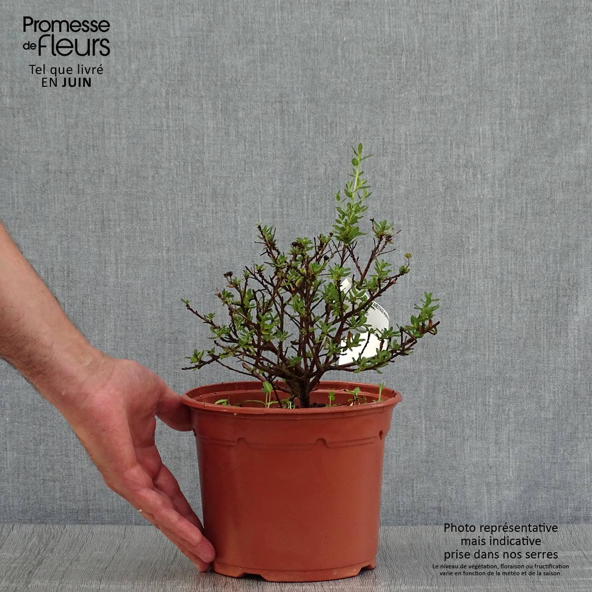 Céanothe impressus Puget Blue - Lilas de Californie Pot de 2L/3L - Image 2