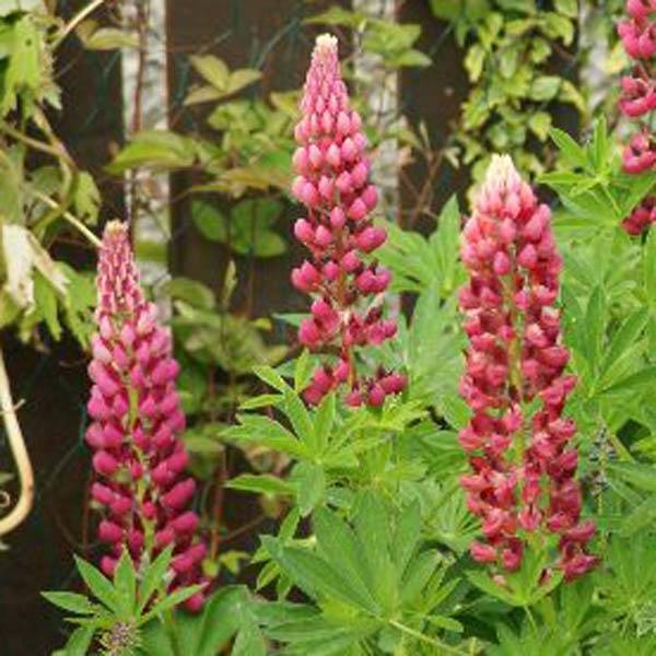 Lupin Gallery Pink Godet de 8/9 cm