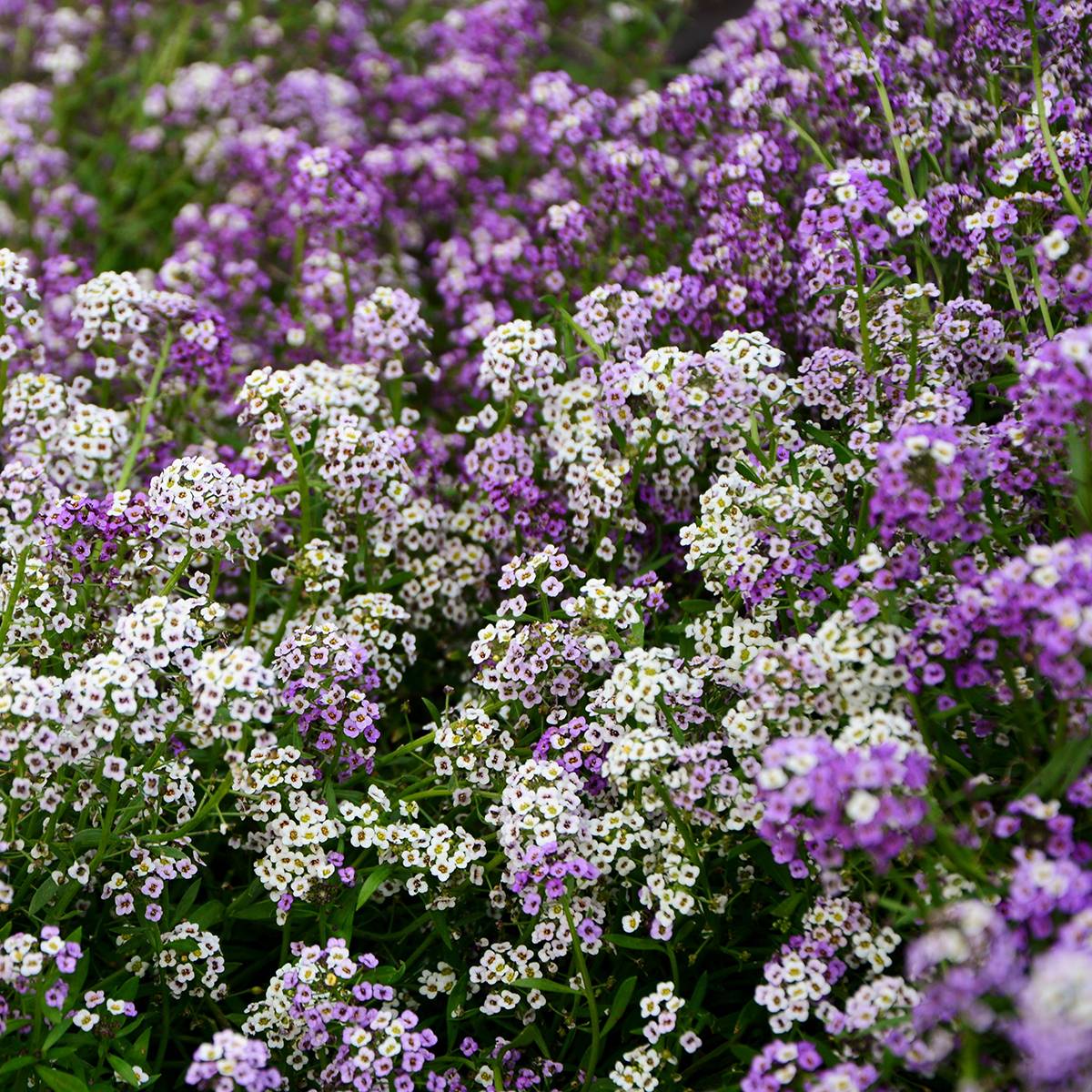 Graines d'Alysse odorant Wandering Mix - Lobularia maritima le sachet de 450 graines environ (0,15g)