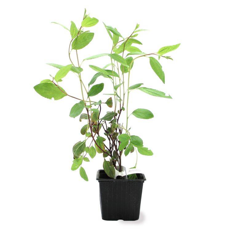 Céanothe 'Marie Simon' (Ceanothus x pallidus 'Marie Simon') - Godet - Taille 13/25cm - Pépinières Naudet - Image 2