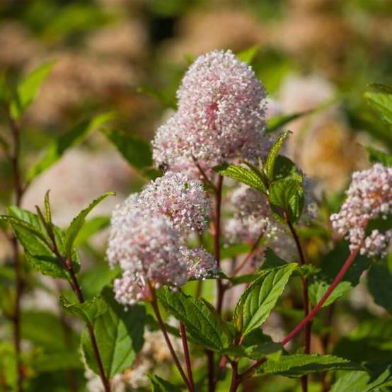 Céanothe 'Marie Simon' (Ceanothus x pallidus 'Marie Simon') - Godet - Taille 13/25cm - Pépinières Naudet - Image 1